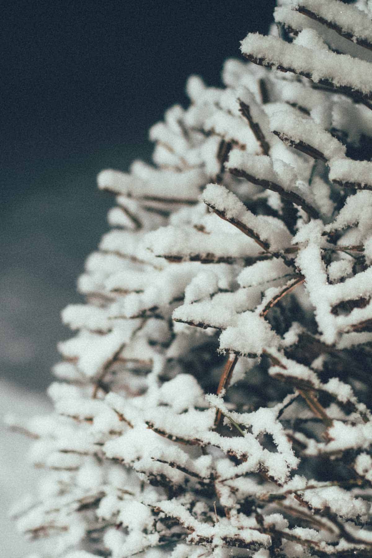 树上雪